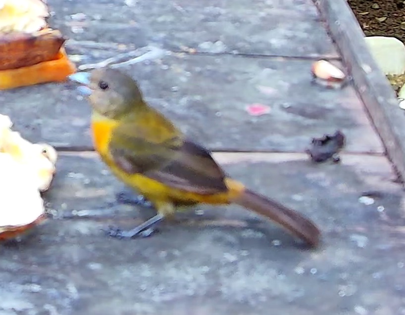 Passerine bird