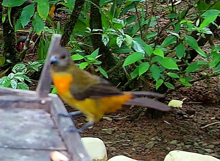 Cherrie's Tanager