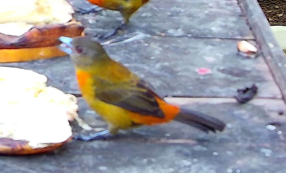 Flame-rumped Tanager