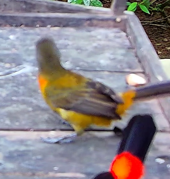 Passerini's Tanager