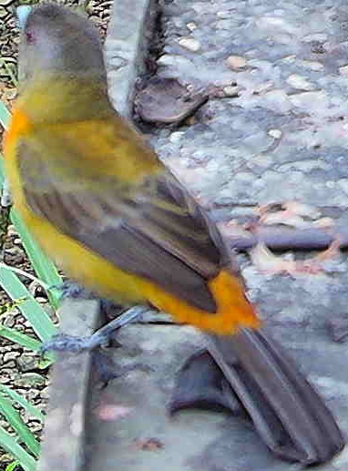 Flame-rumped Tanager