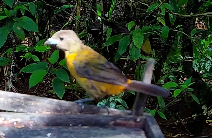 Palm tanager