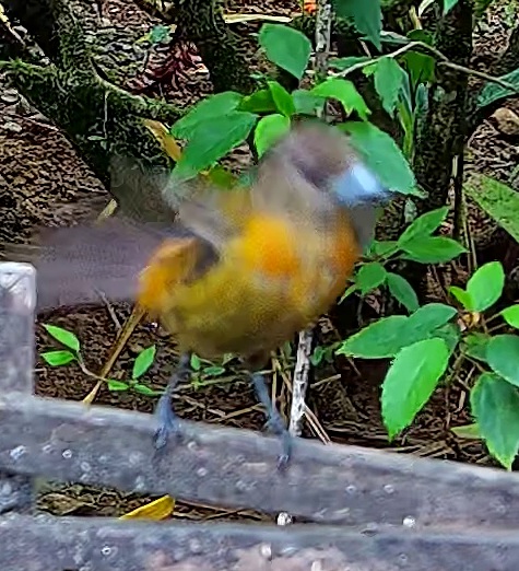 Palm tanager