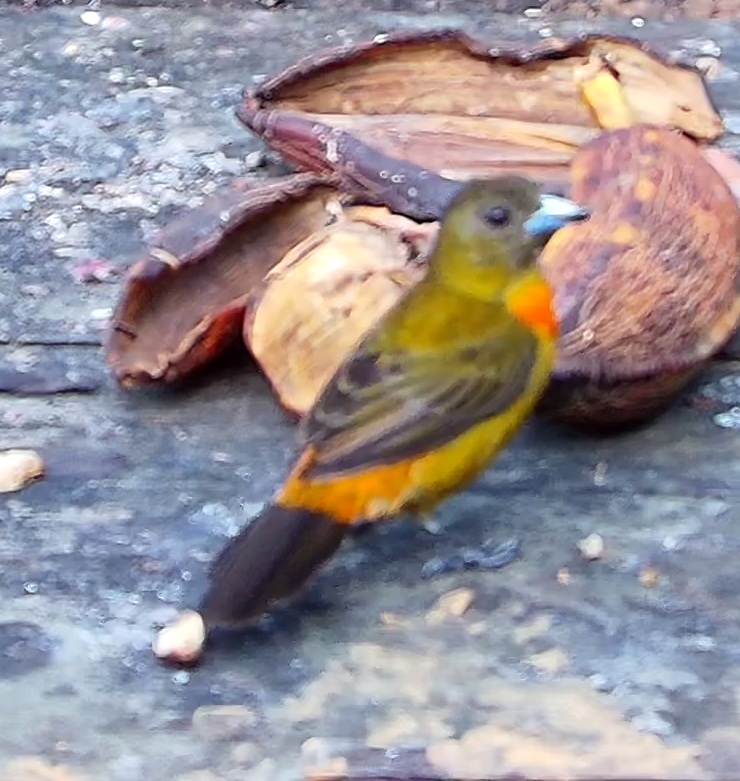 Flame-rumped Tanager