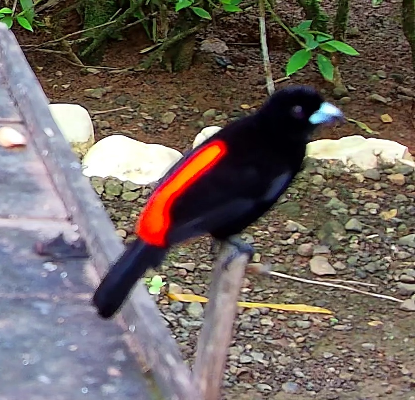 Scarlet-rumped Tanager