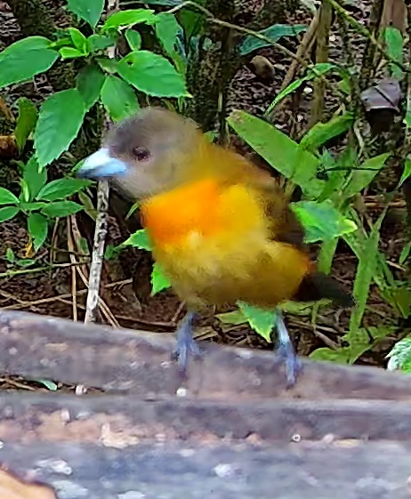 Flame-rumped Tanager