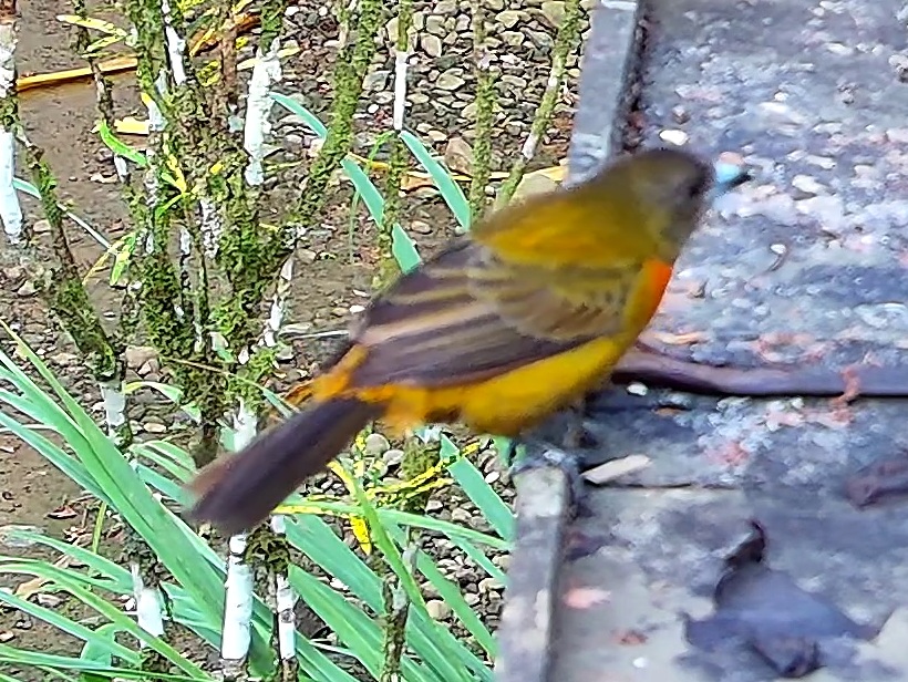 Cherrie's Tanager