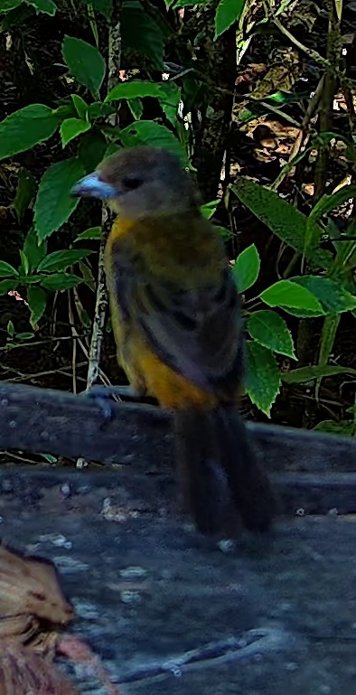 Palm Tanager