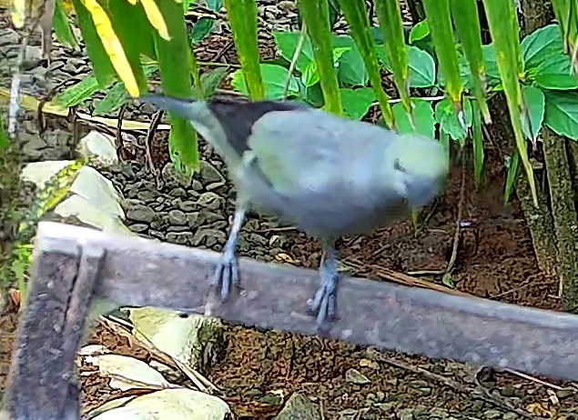 Blue-grey tanager
