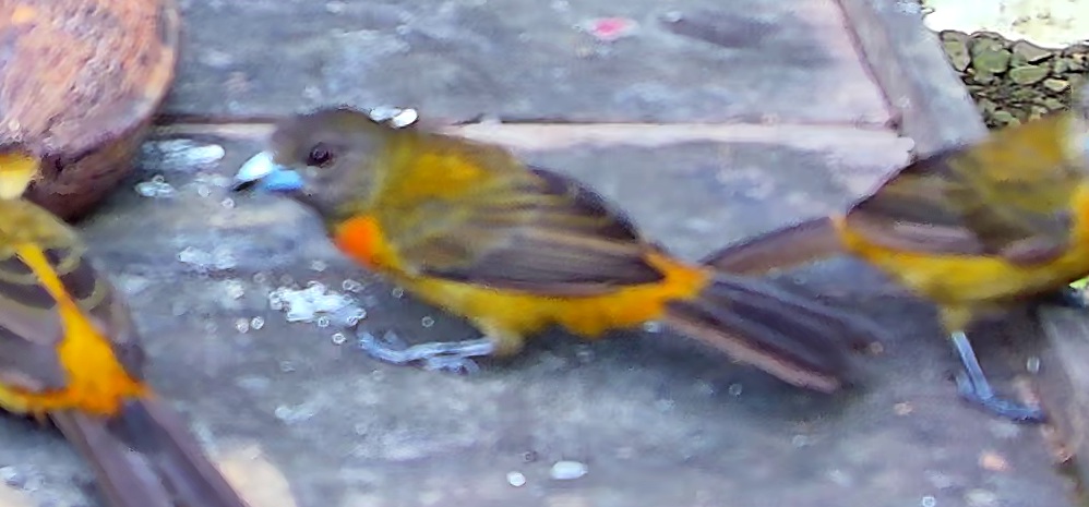Flame-rumped Tanager