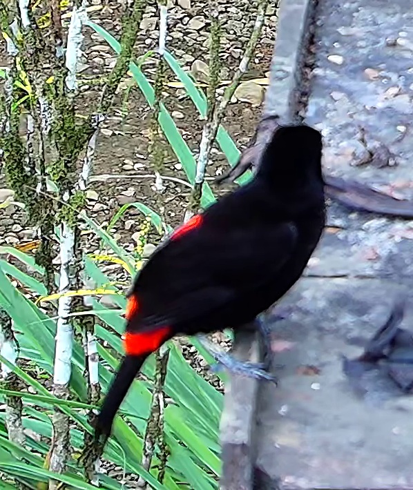 Flame-rumped Tanager