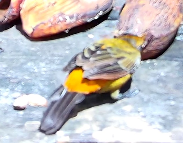 Palm Tanager