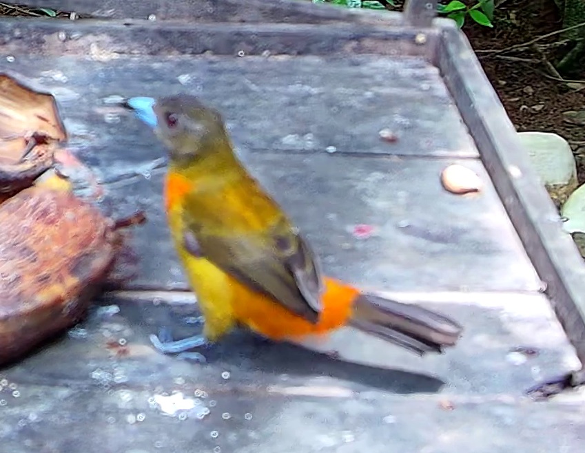 Flame-rumped Tanager