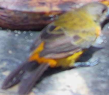 Flame-rumped Tanager