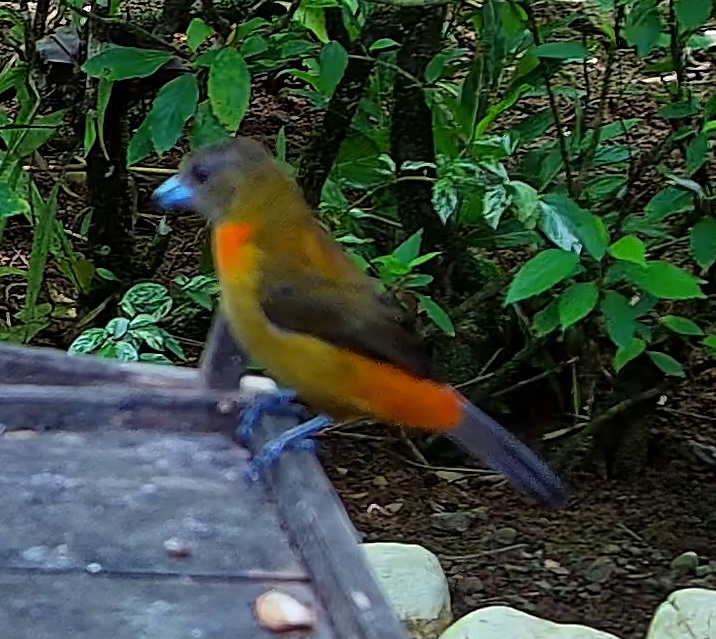 Flame-rumped Tanager