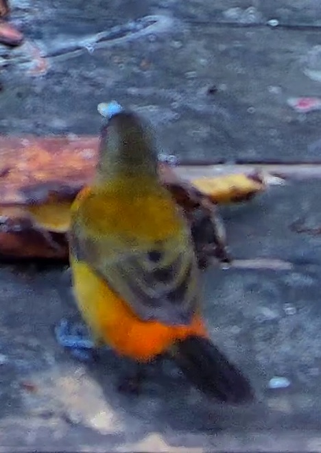 Bird