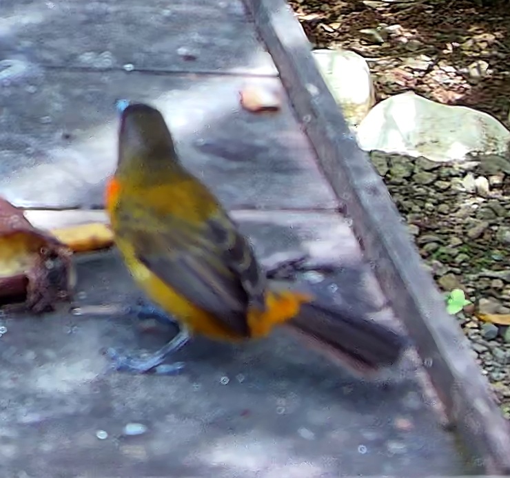 Flame-rumped Tanager