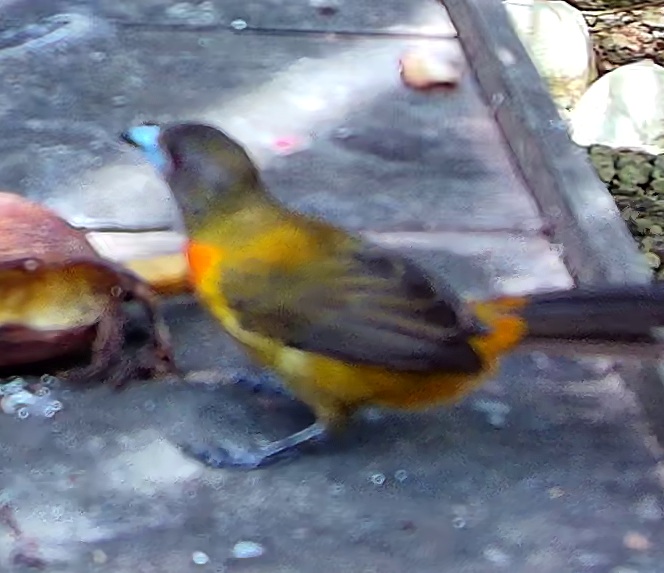 Flame-rumped Tanager