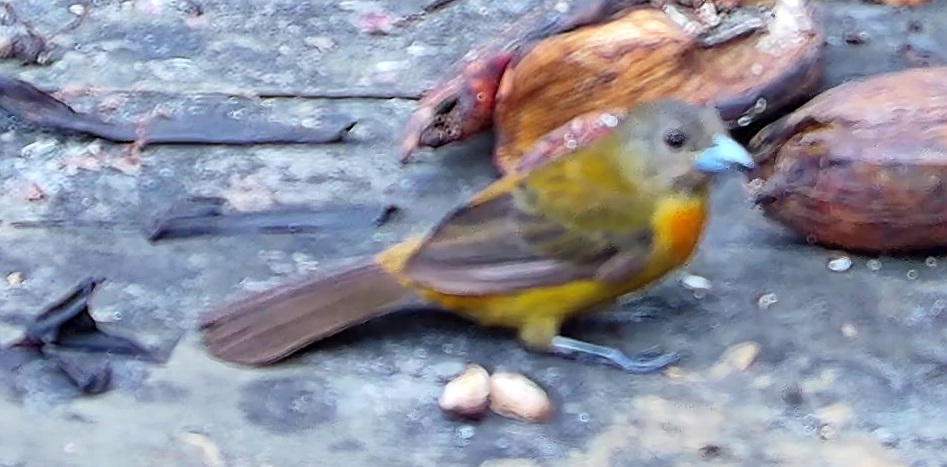 Flame-rumped Tanager