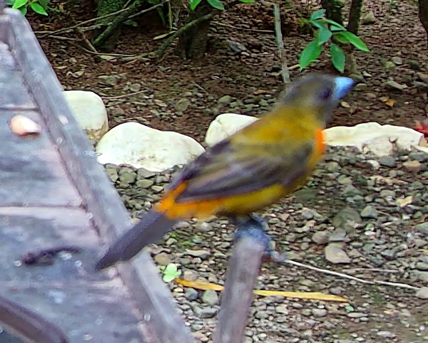 Flame-rumped Tanager
