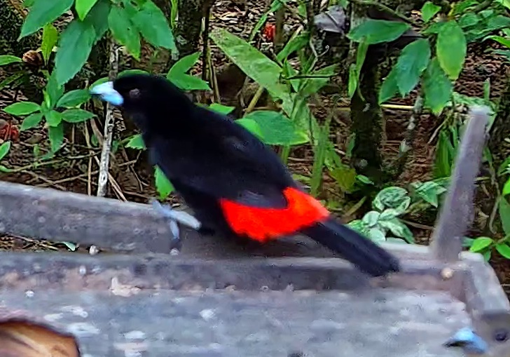 Flame-rumped Tanager