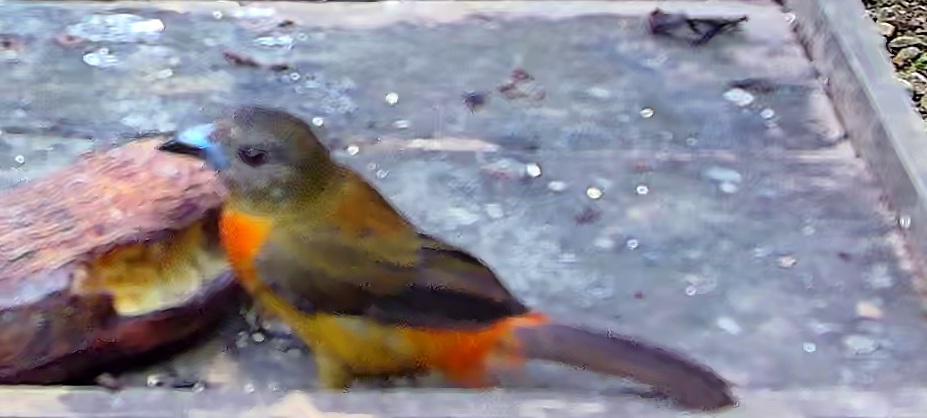 Flame-rumped Tanager