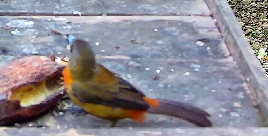 Flame-rumped Tanager