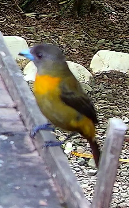 Flame-rumped Tanager