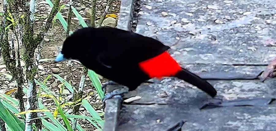 Flame-rumped Tanager