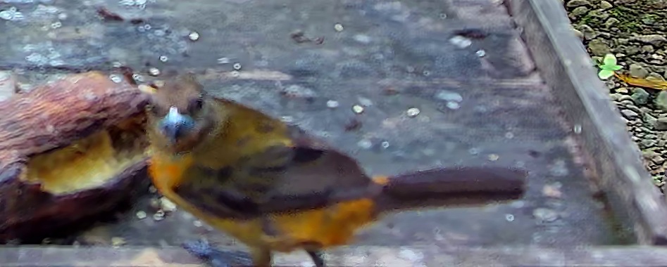 Flame-rumped Tanager