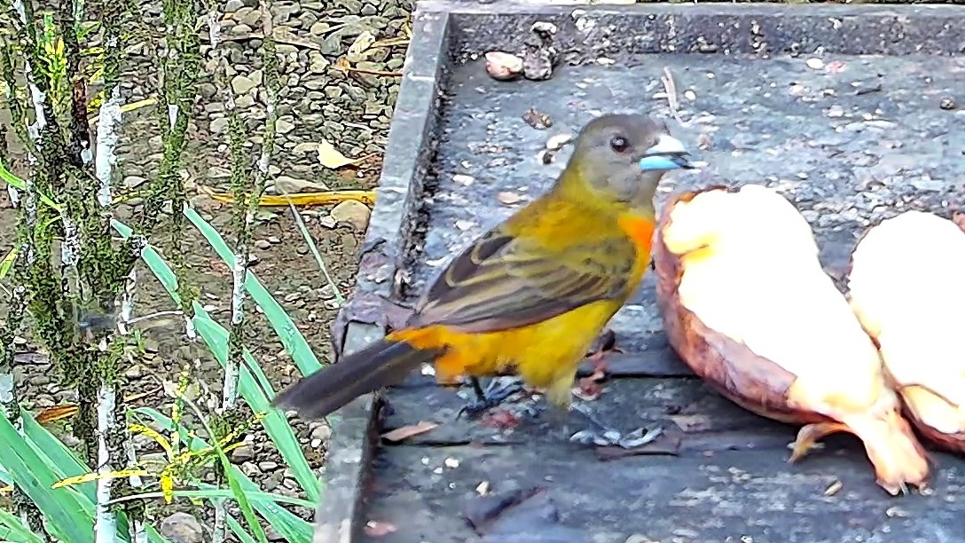 Crimson-backed Tanager