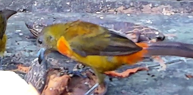 Flame-rumped Tanager