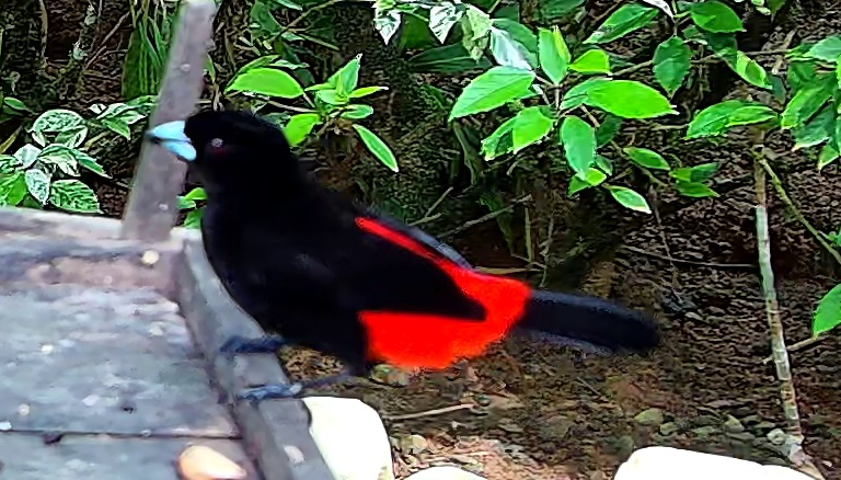 Cherrie's tanager