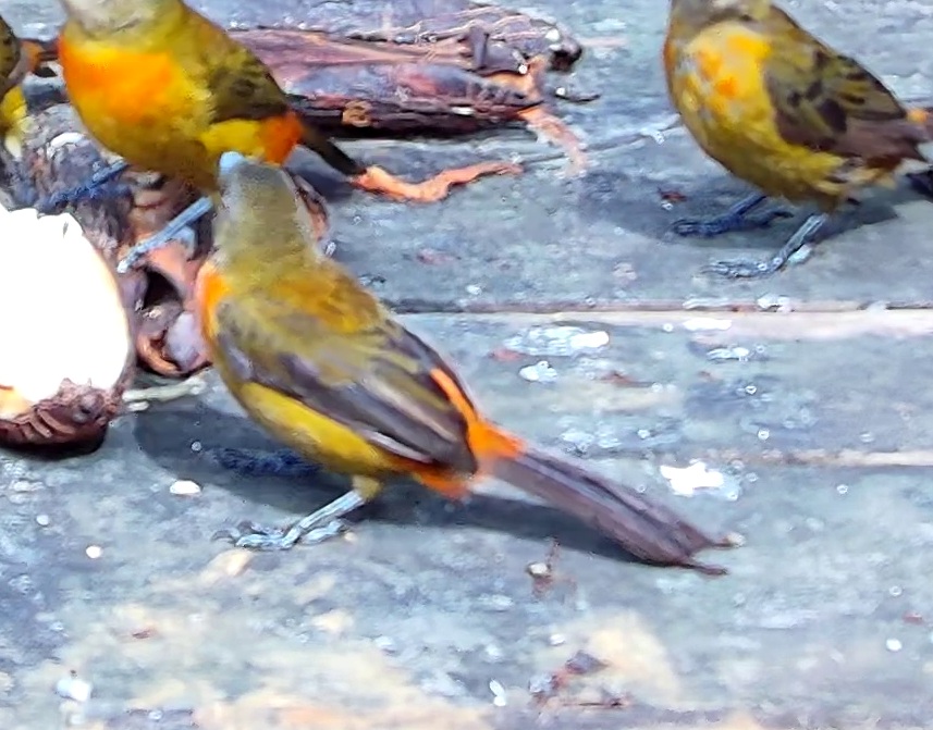 Flame-rumped Tanager