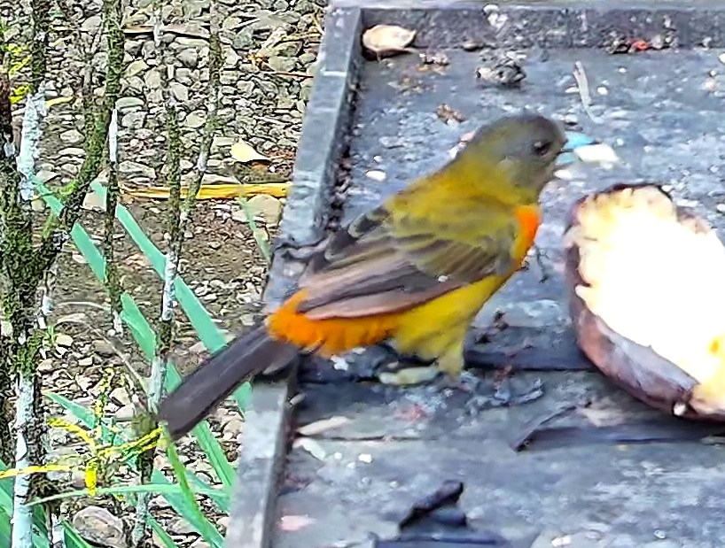 Flame-rumped Tanager