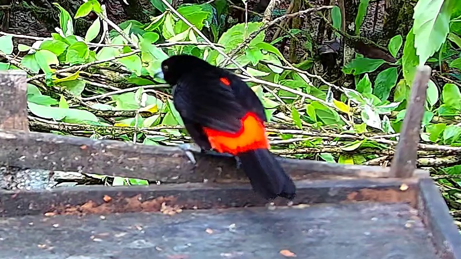 Flame-rumped Tanager