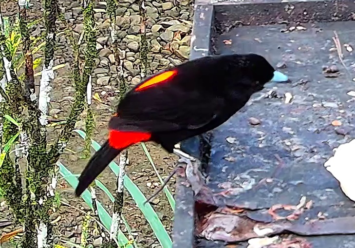 Flame-rumped Tanager
