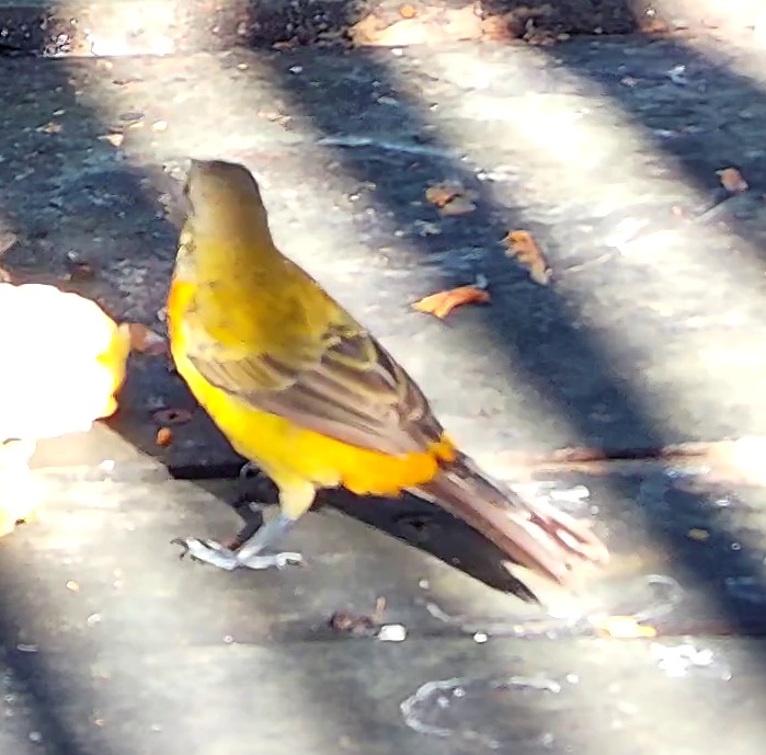 Flame-rumped Tanager