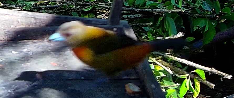 Passerini's Tanager