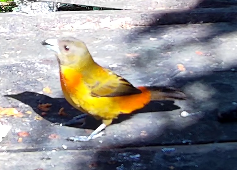 Scarlet-rumped Tanager