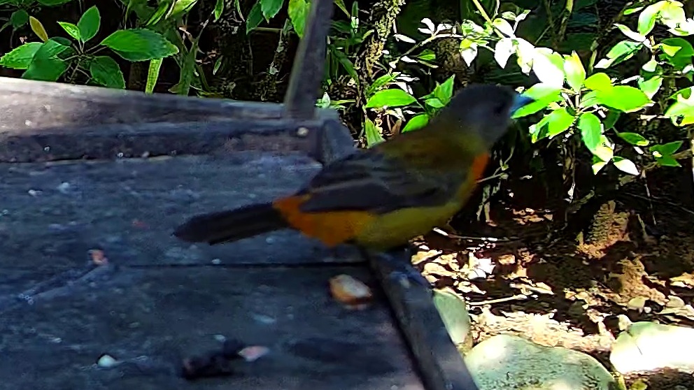 Olive-backed Tanager