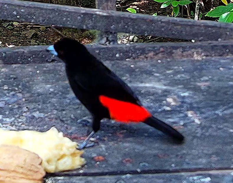 Scarlet-rumped Tanager