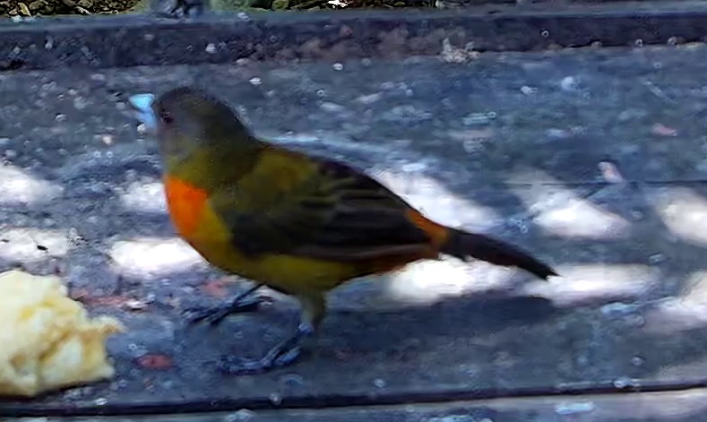 Orange-bellied euphonia