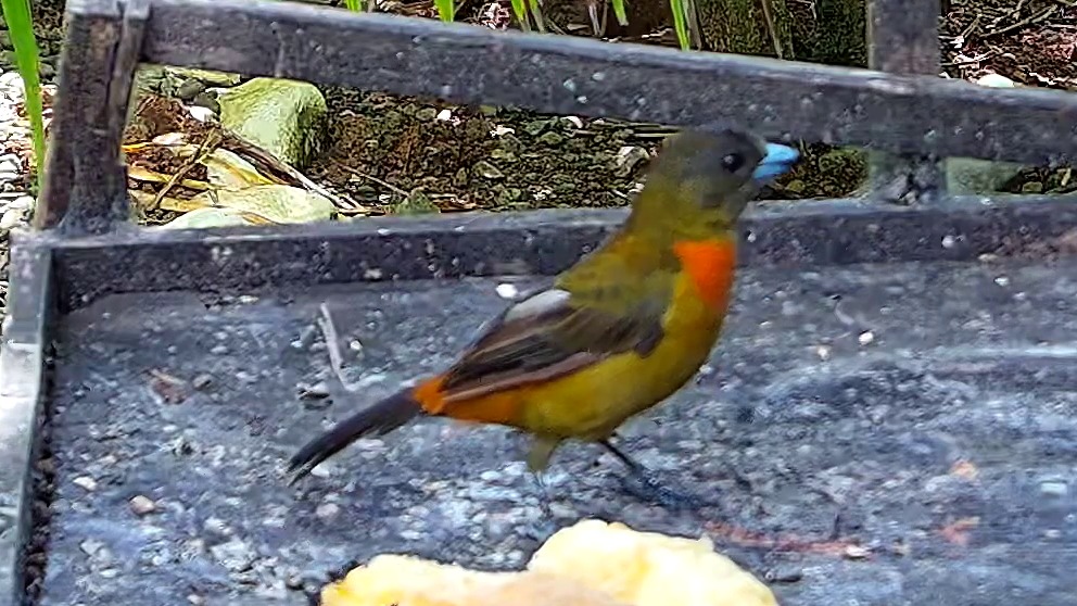 Flame-rumped Tanager