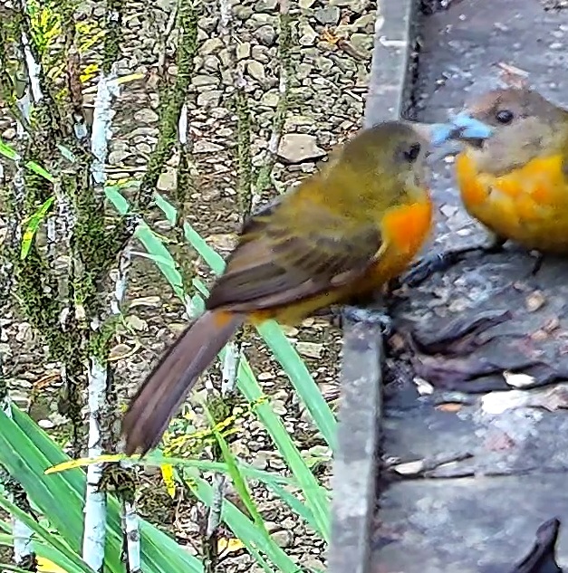 Flame-rumped Tanager