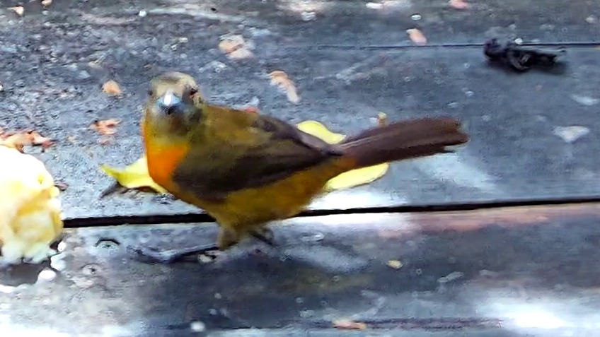 Flame-rumped Tanager