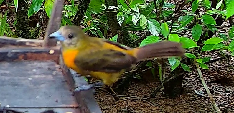 Flame-rumped Tanager