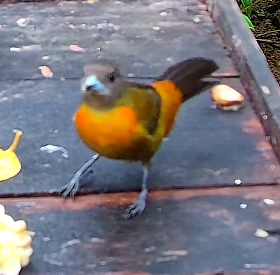 Flame-rumped Tanager
