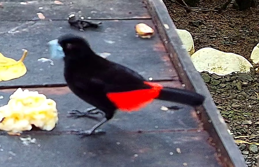Flame-rumped Tanager
