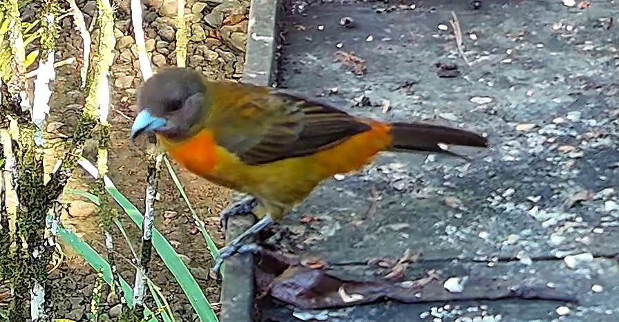Flame-rumped Tanager